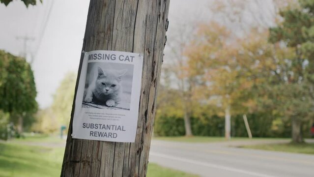 A poster with information about the missing cat hangs on a pole near the road