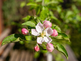 rosa Apfelblüte eines Apfelbaumes im Frühling
