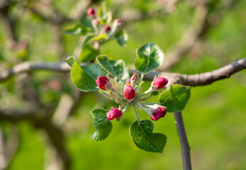 Obstbaum blüht im Frühling