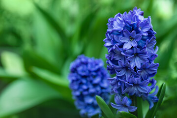 niebieski hiacynt kwiat - obrazy, fototapety, plakaty