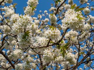 Kirschbaum blüht weiß im Frühling