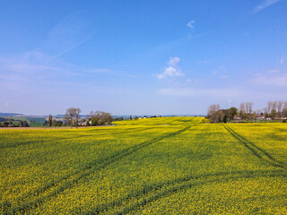 Luftbild eines Rapsfeldes im Frühling
