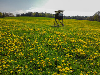 Hochsitz in einer blühenden Löwenzahnwiese