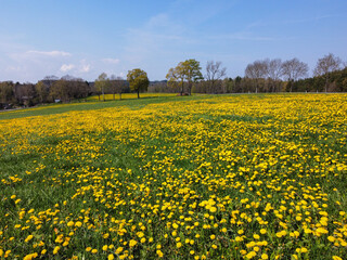 Löwenzahnfeld blüht gelb im Frühling