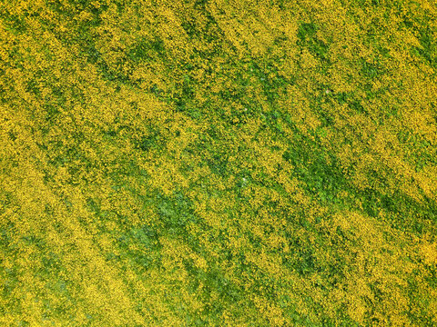 Luftaufnahme eines L&ouml;wenzahnfeldes im Fr&uuml;hling