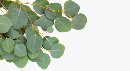 Fototapeta premium Green leaves of eucalyptus on white