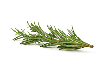 Fototapeta premium Fresh rosemary, closeup, isolated on a white background.