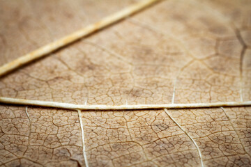 Extreme close-up of a dried leaf.