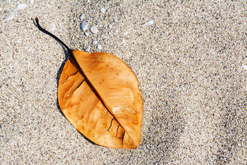 Orange or red autumn tree leaf on the beach sand. Texture