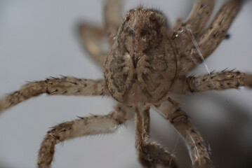 Primo piano di un piccolo ragno