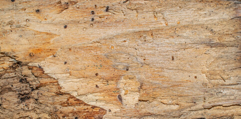texture of a bark, abstract texture background