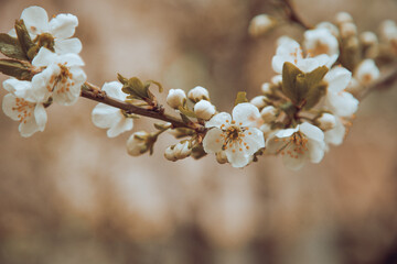 Natural background of branches of a flowering tree, selective focus