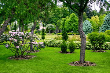 The landscape of the garden with flowering deciduous bushes and evergreen bushes of thuja in a park with trees and mulch bark of wood, spring parkland with different plants, nobody.