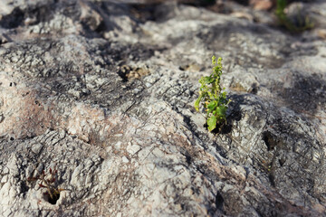 green flower in the crack of an old stone slab -the concept of rebirth