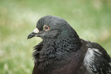 Feral pigeon