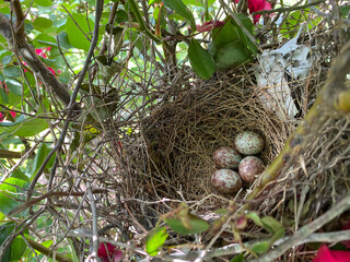 bird nest with eggs