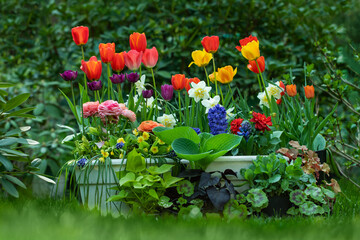 spring flower arrangements in the garden, tulips, narcissus, hyacinths and buttercups against the background of lush greenery