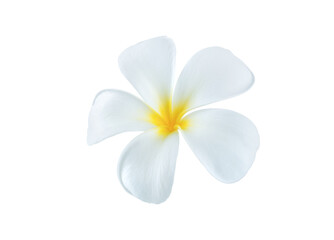 Fototapeta na wymiar beautiful white plumeria rubra flowers isolated on White background.