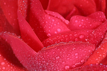 red rose covered with dew drops