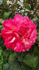 FLOWER: Pink rose