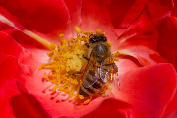 close up of bee collecting pollen inside rose