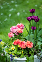 wiosenna kompozycja kwiatowa w ogrodzie, tulipany i jaskry na tle soczystej zieleni