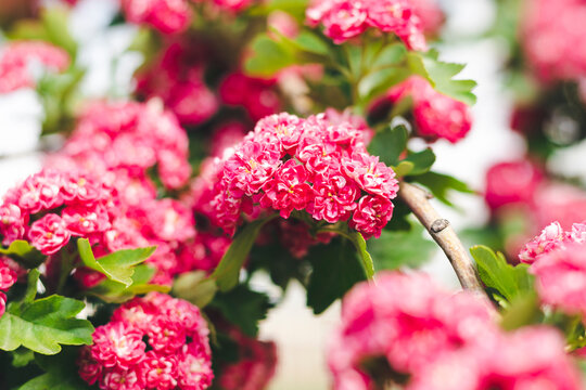 Pink flowers of Crataegus laevigata.