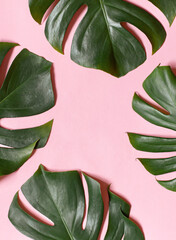 Tropical monstera leaves frame on the pink background. Top view. Copy space © mariarom