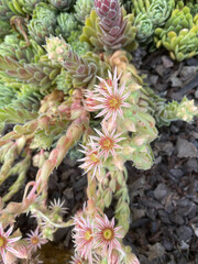 Fototapeta premium Blooming Cactus in the Garden