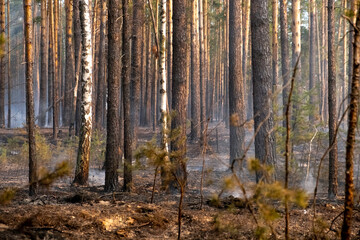 A forest shrouded in smoke, a small pine tree in the foreground. The consequence of the forest reaped.