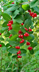 Close-up of the red berries growing on a wild honeysuckle tree in the forest with blurred...