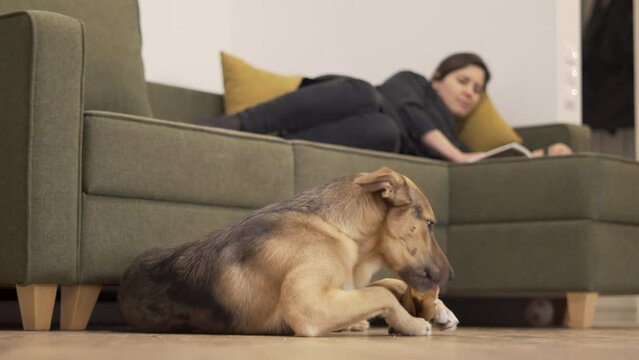 Domestic dog gnaws a bone on the floor while the owner reads a book on the couch