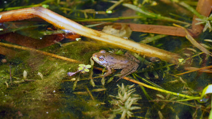 Close-up of a northern leopard frog floating on the surface of the water in a swamp on a warm sunny...
