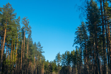 Forest against the sky. Pine trees against a blue sky with clouds on a sunny day