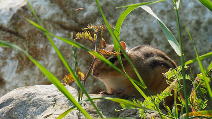 Naklejka na ściany i meble Close-up of a chipmunk sitting on a large boulder hiding behind a blade of grass.