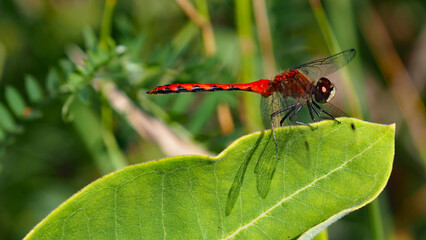 Close-up of a red white-faced meadowhawk dragonfly that is sitting on a plant leaf in the sunlight on a bright summer day in august with a blurred background.