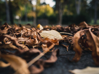 Autumn leaves