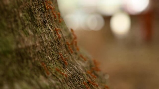 Ants work in the daytime, the ants bridge unity team, the concept team work together. Ant's help orange and red ants A small creature on a branch in a walk then unity.