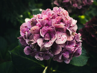 pink and purple hydrangea