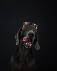 portrait of a weimaraner dog in the background
