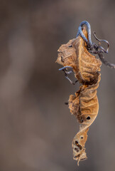 Close-up of a dried wilted leaf hanging from a vine plant  in the forest on a cold january day with a blurred brown background.