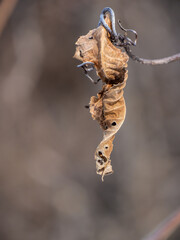 Close-up of a dried wilted leaf hanging from a vine plant  in the forest on a cold january day with a blurred brown background.