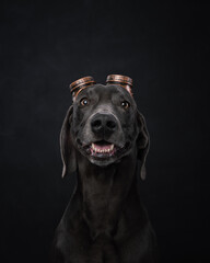 portrait of a weimaraner dog in the background
