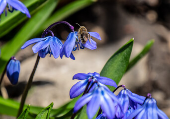 Close-up of a tiny bee collecting nectar from the blue flower on a siberian squill plant that is growing in a forest on a warm sunny spring day in april with a blurred background.