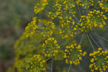 yellow flowers in the garden
