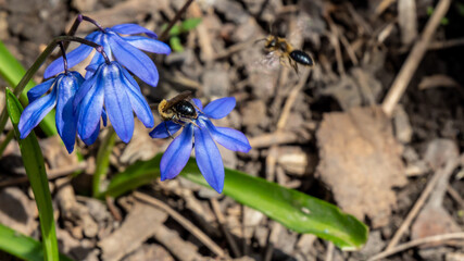 Close-up of a tiny bee collecting nectar from the blue flower on a siberian squill plant that is growing in a forest on a warm sunny spring day in april with a blurred background.