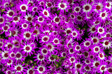 purple flowers background