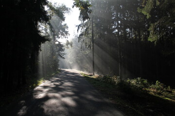 Obraz premium Nebeliger Wald mit Sonne