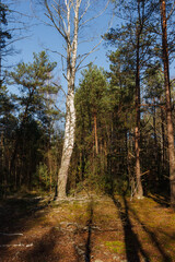 Fototapeta premium Birchs in a pine forestis illuminated by yellow evening sun light. 