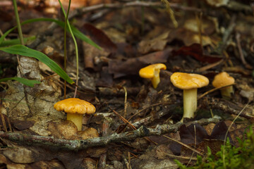 Beautiful chanterelle mushrooms in the forest. Shallow depth of field (DOF)